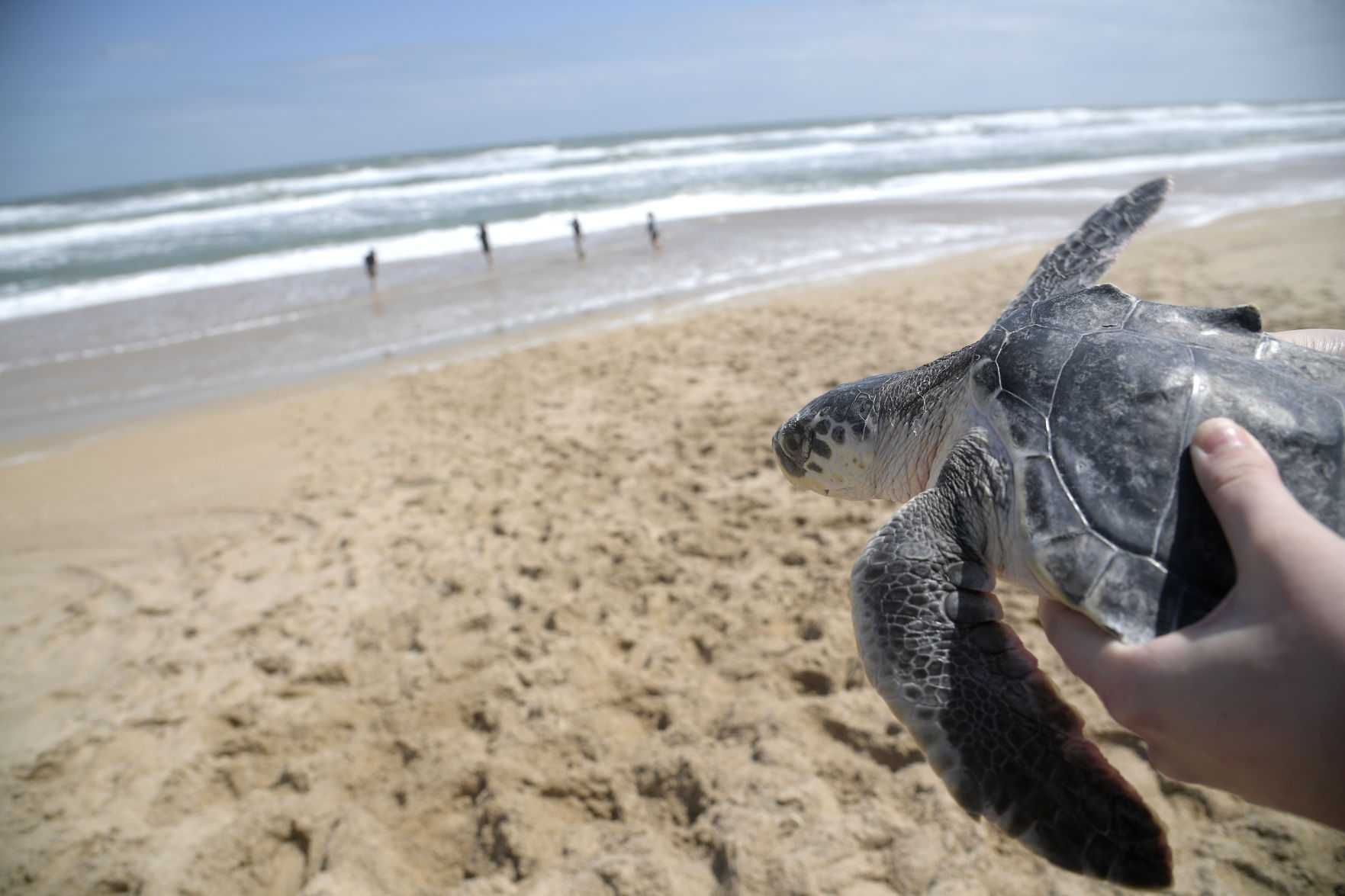 Beached Turtles